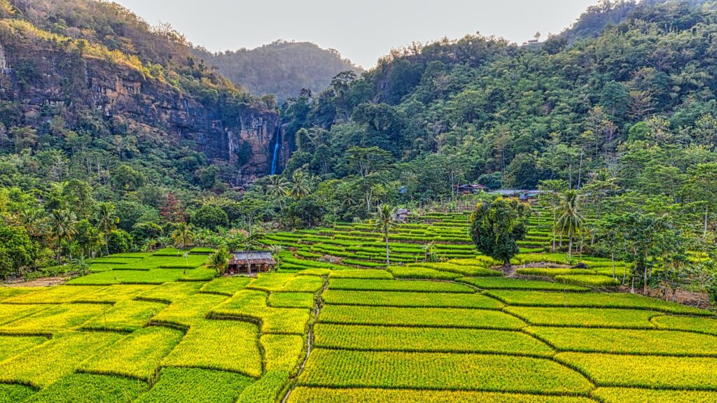 rice field terraces