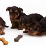 black and tan yorkshire terrier puppy